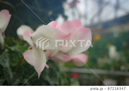 イメージ写真の花　ピンク系 87216347