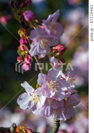 春が来て神奈川県では河津桜の花が開き始めた 87216462
