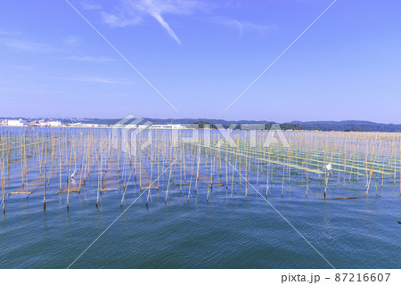 松島湾の海苔養殖 87216607