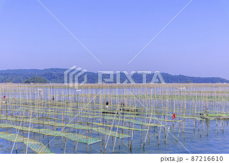 松島湾の海苔養殖 87216610