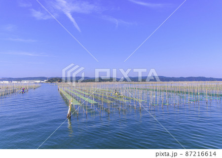 松島湾の海苔養殖 松島湾の海苔養殖 87216614