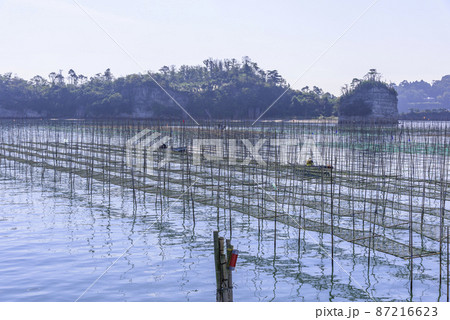 松島湾の海苔養殖 松島湾の海苔養殖 87216623