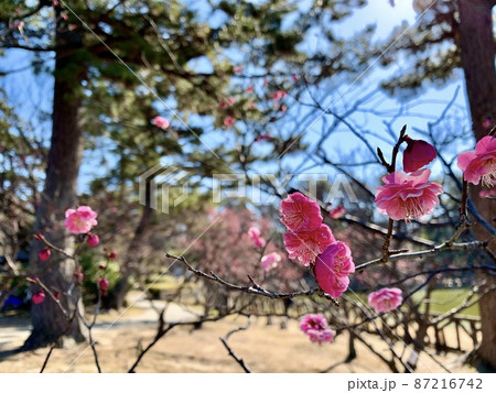 葵梅林［南公園/愛知県岡崎市］ 87216742
