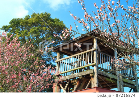 【愛媛県】晴天下の七折梅園 梅まつり（砥部） 87216874