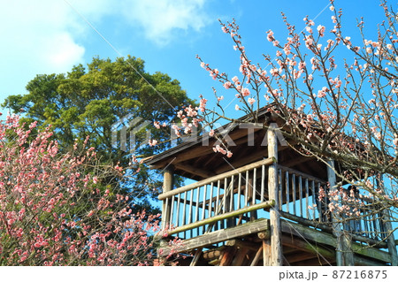 【愛媛県】晴天下の七折梅園 梅まつり（砥部） 87216875