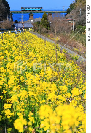 【愛媛県】快晴下の菜の花畑と本村川橋梁（瀬戸内海の伊予灘） 87216882