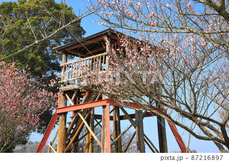 【愛媛県】晴天下の七折梅園 梅まつり（砥部） 87216897
