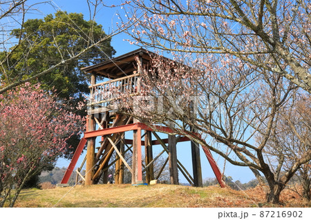 【愛媛県】晴天下の七折梅園 梅まつり（砥部） 87216902