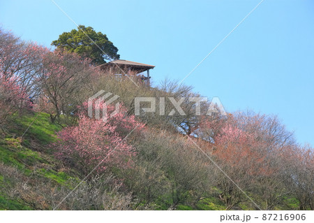 【愛媛県】晴天下の七折梅園 梅まつり（砥部） 87216906