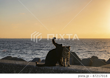 沖縄　夕暮れ時の海岸の猫 87217018