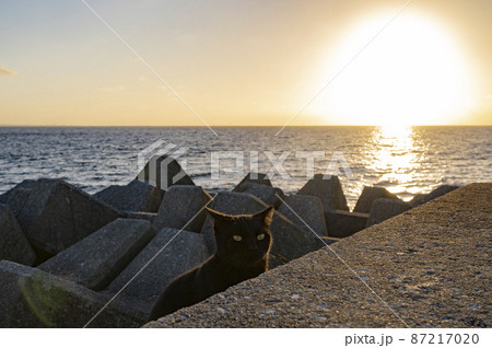 沖縄 黒猫と夕日 沖縄 黒猫と夕日 87217020