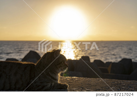 沖縄 猫と夕日 沖縄 猫と夕日 87217024