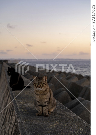 沖縄　夕暮れ時の海岸の猫 87217025