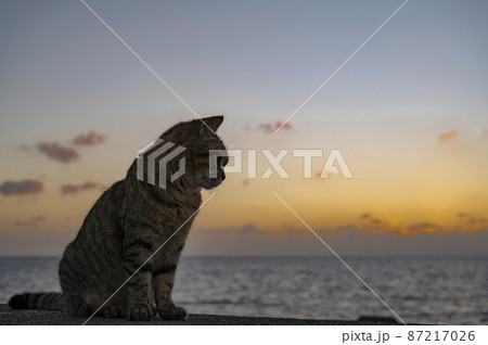 沖縄 夕暮れ時の海岸の猫 沖縄 夕暮れ時の海岸の猫 87217026
