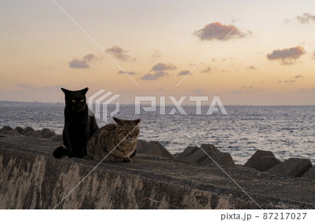 沖縄 夕暮れ時の海岸の猫 沖縄 夕暮れ時の海岸の猫 87217027