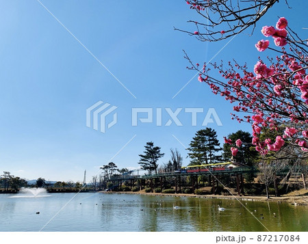 梅まつりの公園［南公園西三田ヶ入池/愛知県岡崎市］ 87217084