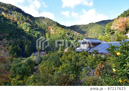 京都水尾の柚子畑 87217625