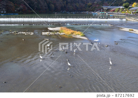 京都嵐山一ノ井堰の水鳥たち 87217692