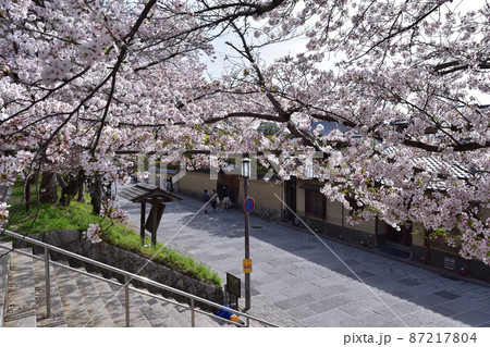 京都東山・満開の桜のねねの道 87217804