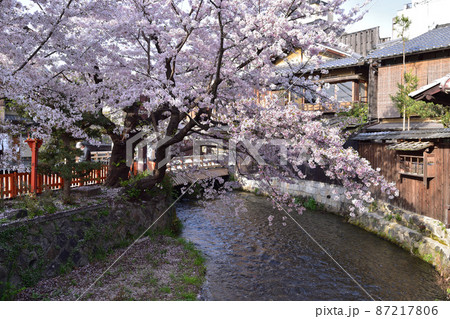 京都祇園白川巽橋の桜 京都祇園白川巽橋の桜 87217806