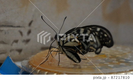 アゲハ蝶 87217810