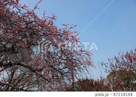 舞鶴公園、福岡城址、梅 87218198