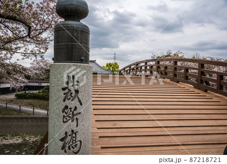 《愛知県》大口町　堀尾跡公園　五条川の桜 87218721