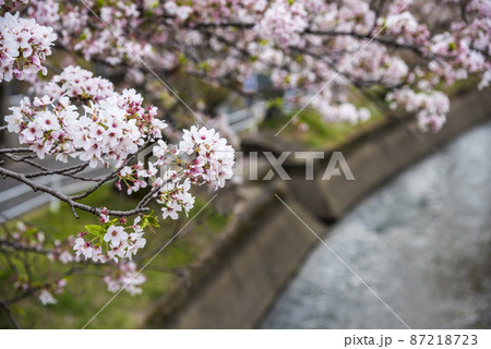《愛知県》大口町　堀尾跡公園　五条川の桜 87218723