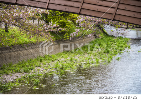 《愛知県》大口町 堀尾跡公園 五条川の桜 《愛知県》大口町 堀尾跡公園 五条川の桜 87218725