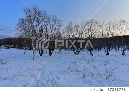冬の北海道原野 87218778