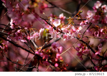 メジロと河津桜 87219023