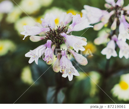 写真素材: ペンステモン・ハスカーレッドの花　 87219061