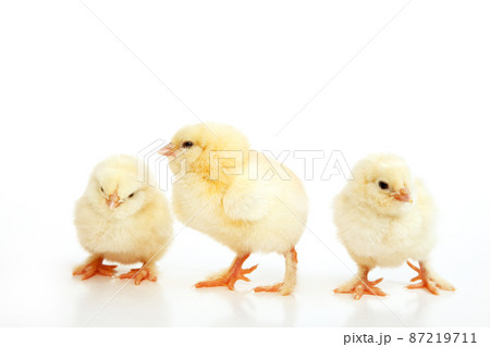 Little cute baby chick for easter. Yellow newborn baby chick. 87219711