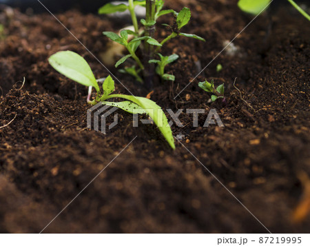 top view plant soil top view plant soil 87219995