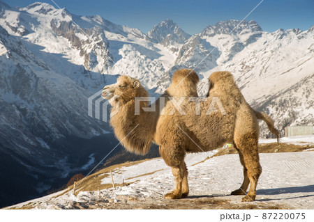 camel in the mountains camel in the mountains 87220075