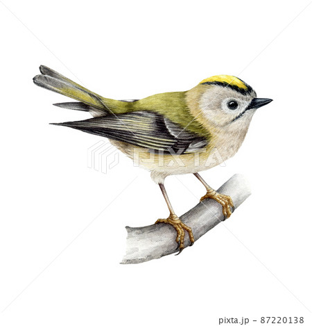 Golden-crowned kinglet bird. Watercolor realistic illustration. Hand drawn small forest songbird. Regulus regulus illustration. Tiny golden-crowned kinglet on a tree branch. White background Golden-crowned kinglet bird. Watercolor realistic illustration. Hand drawn small forest songbird. Regulus regulus illustration. Tiny golden-crowned kinglet on a tree branch. White background 87220138