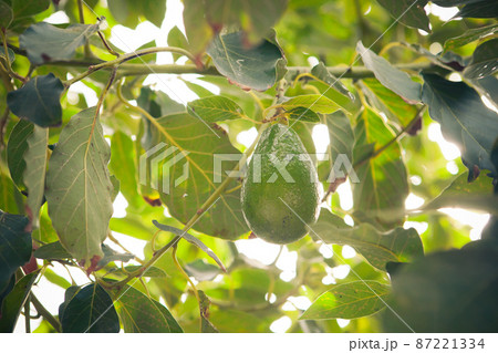 avocato fruit on branch 87221334
