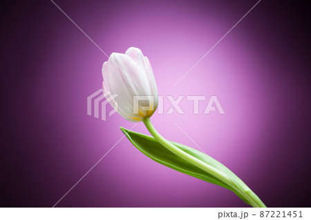 tulip flower on purple background tulip flower on purple background 87221451