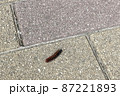 歩道を通るツマグロヒョウモンの幼虫 87221893