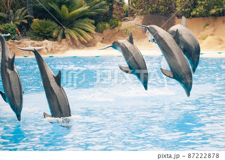 group of jumping dolphins group of jumping dolphins 87222878
