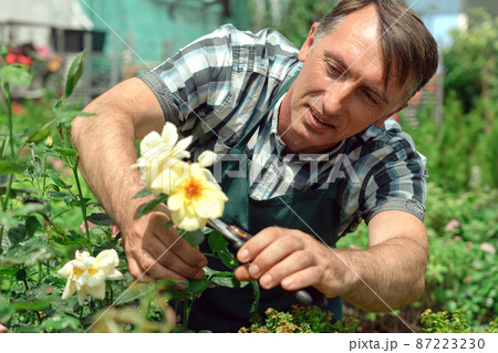 Gardener landscaping and taking care of beautiful roses Gardener landscaping and taking care of beautiful roses 87223230