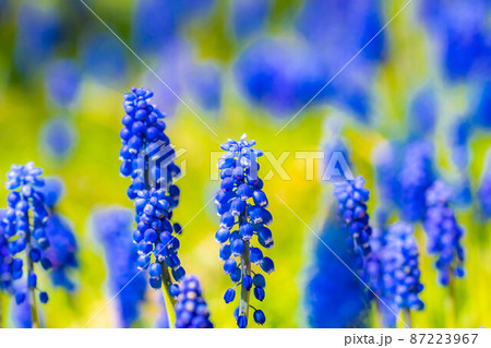 【春素材】ムスカリの花【長野県】 87223967