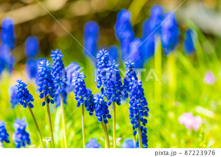 【春素材】ムスカリの花【長野県】 【春素材】ムスカリの花【長野県】 87223976