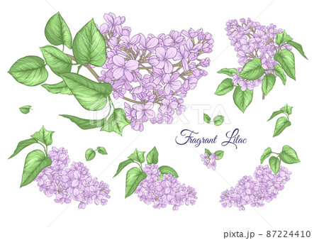 Lilac flower set in botanical classicalのイラスト素材 [87224410