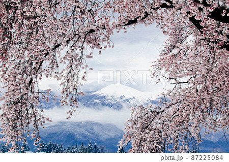 雪をかぶった満開の桜と吾妻連峰の吾妻小富士 87225084