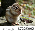 公園のリス、もごもぐタイム 87225092