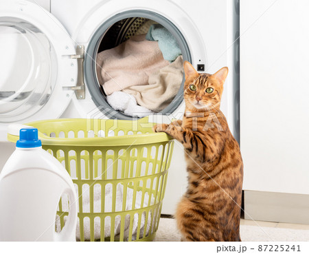 Funny cat washing dirty linen in the washing machine. Funny cat washing dirty linen in the washing machine. 87225241