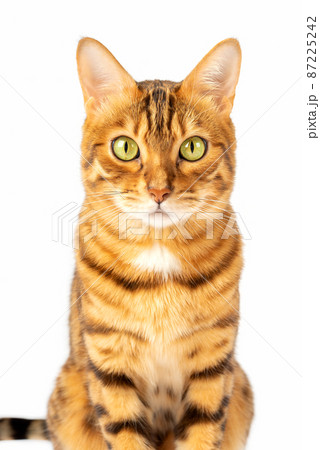 Portrait on a white background of a Bengal cat with a gaze. Portrait on a white background of a Bengal cat with a gaze. 87225242