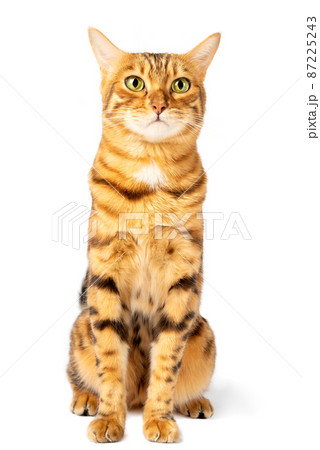 Sad Bengal cat. Funny domestic cat with a sad emotion on the muzzle. 87225243