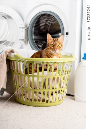 The cat is a little helper in the laundry next to the washing machine and dirty clothes. 87225244